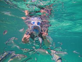 A snorkeler interacts with a school of fish in crystal-clear waters, showcasing the vibrant underwater life — a must-see experience for marine enthusiasts.