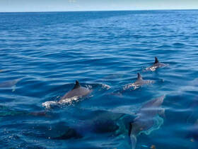 A captivating view of dolphins swimming gracefully in clear blue waters, showcasing the beauty of marine wildlife in their natural habitat.