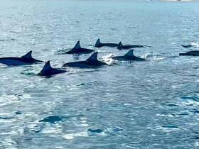 DAUPHIN SWIM 
