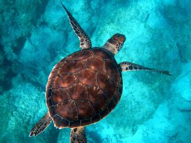 A stunning close-up of a sea turtle gracefully swimming through crystal-clear waters, showcasing the beauty of marine wildlife.