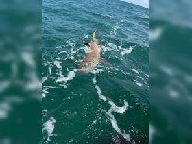 A shark swims gracefully through the clear waters, showcasing the beauty of marine wildlife in its natural habitat.
