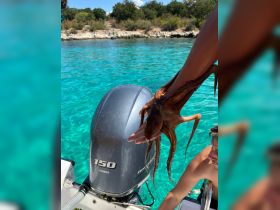 A young man holds an octopus above the water, showcasing a unique marine encounter in the clear turquoise waters — perfect for adventurous outings.