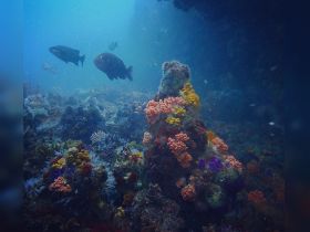 A vibrant underwater scene showcasing colorful coral formations and various fish swimming among them, highlighting the beauty of marine life.