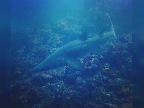 A stunning underwater shot of a shark gliding through vibrant coral reefs, showcasing the beauty of marine wildlife.