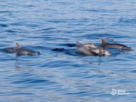 A pod of dolphins gracefully swims through calm waters, showcasing the beauty of marine wildlife in their natural habitat.