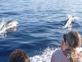A woman captures a stunning moment as dolphins swim alongside the boat, showcasing the beauty of marine wildlife encounters.