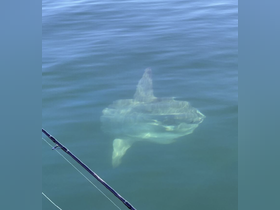 Charter Image