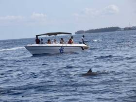 A lively scene featuring a group on a boat observing dolphins in the water, showcasing the excitement of marine wildlife encounters.