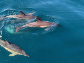 Charter Image