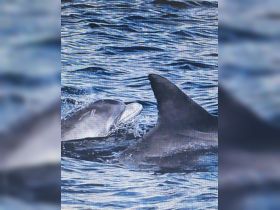 A captivating close-up of dolphins swimming together in the ocean, showcasing their playful nature and beauty in the wild.