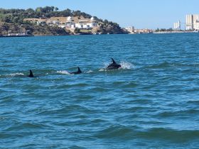 A captivating sight of dolphins swimming gracefully in the water, showcasing the beauty of marine wildlife in their natural habitat.