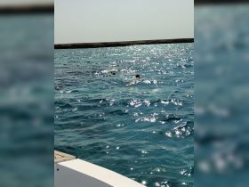 A group enjoys snorkeling in the sparkling turquoise waters, capturing the essence of adventure and fun on the water.