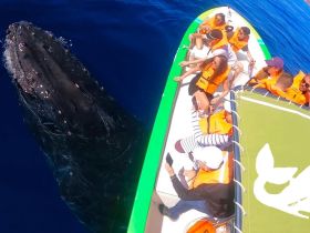 A thrilling encounter with a whale as guests on a boat observe closely, showcasing the beauty of marine wildlife and the excitement of whale watching.