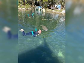 Snorkelers interact with a gentle manatee in crystal-clear waters, showcasing a unique wildlife experience in a natural habitat.