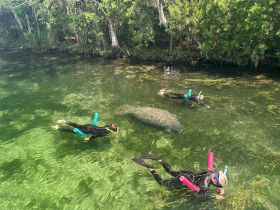 Snorkelers interact with a manatee in a serene waterway, showcasing a unique wildlife experience in its natural habitat.