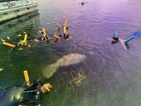A group of snorkelers interacts with a manatee in shallow waters, showcasing a unique wildlife experience that highlights the beauty of marine life.