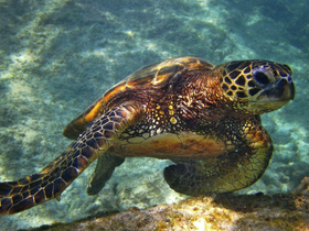 A stunning close-up of a sea turtle swimming gracefully underwater, showcasing the beauty of marine wildlife.
