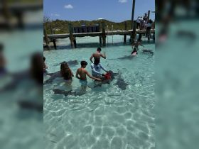Children interact with stingrays in crystal-clear waters, creating a memorable wildlife experience in a tropical setting.
