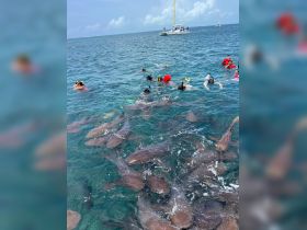 Snorkelers enjoy an exhilarating experience swimming with sharks in crystal-clear waters, showcasing a thrilling wildlife encounter.