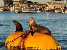 Two seals bask on a buoy in a picturesque harbor, showcasing the beauty of marine wildlife in their natural habitat.