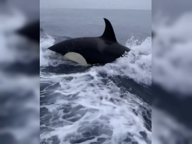 A stunning close-up of an orca swimming through the ocean waves, showcasing the beauty of marine wildlife in their natural habitat.