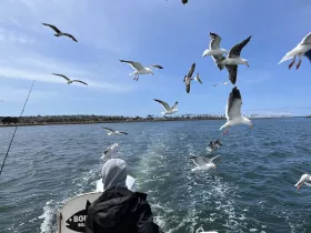 A person on a boat observes a flock of seagulls soaring above the water, creating a dynamic wildlife scene during a fishing trip.