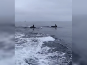 Two majestic whales swim gracefully through the ocean, showcasing the beauty of marine wildlife in their natural habitat.