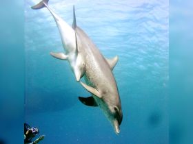 A captivating underwater scene featuring dolphins swimming gracefully, showcasing the beauty of marine wildlife — a must-see for ocean enthusiasts.