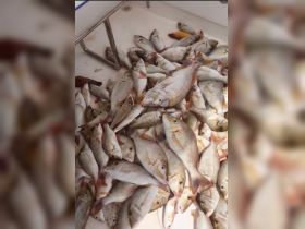 A bountiful catch of fish displayed on the deck of a boat, showcasing the rewards of a successful fishing trip.