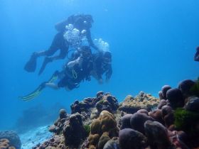 A group of divers explores vibrant coral reefs underwater, showcasing the beauty of marine life and the thrill of diving adventures.