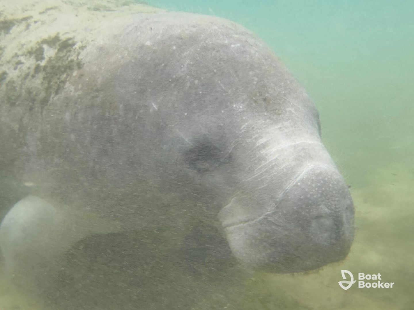 Nature Coast Manatee Adventures