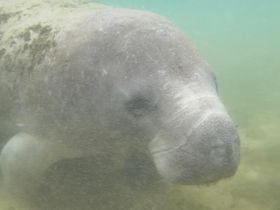 A close-up view of a manatee swimming gracefully underwater, showcasing the beauty of marine wildlife in its natural habitat.