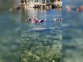 A group of snorkelers enjoys a close encounter with manatees in clear waters, showcasing a unique wildlife experience perfect for nature lovers.
