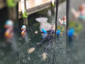 Snorkelers interact with a manatee in a serene aquatic environment, showcasing a unique wildlife experience in nature.