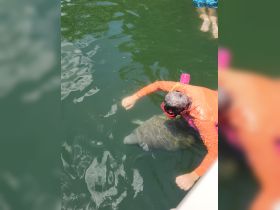 A person interacts closely with a manatee in the water, showcasing a unique wildlife experience that highlights the beauty of marine life.
