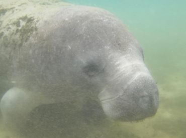 Nature Coast Manatee Adventures