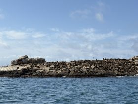 A rocky outcrop teeming with seals basking in the sun, showcasing the vibrant marine life in the area — a perfect spot for wildlife enthusiasts.