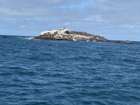 A scenic view of an island populated by seals, showcasing the beauty of marine wildlife in their natural habitat.