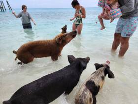 A joyful interaction between guests and swimming pigs in shallow waters, showcasing a unique wildlife experience in the Bahamas.