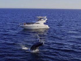 A majestic whale leaps from the ocean near a boat, showcasing the beauty of marine wildlife — a thrilling sight for boaters and nature enthusiasts.