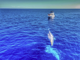 A dolphin swims near a boat in the deep blue ocean, showcasing a beautiful moment of wildlife interaction while enjoying a day on the water.