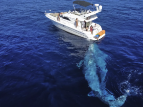 A breathtaking moment as a group of people interacts with a majestic whale near their boat, showcasing the beauty of marine wildlife encounters.