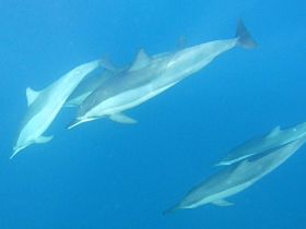 A captivating underwater scene featuring a group of dolphins swimming gracefully in clear blue waters — a stunning display of marine wildlife.