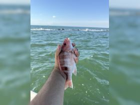 A proud angler holds up a freshly caught fish against the backdrop of sparkling waters, showcasing the thrill of fishing adventures.