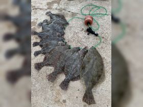 A successful catch of flounder displayed on a line, showcasing the rewards of a day spent fishing. Perfect for seafood enthusiasts and anglers.