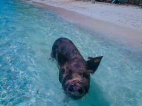A close-up of a pig swimming in crystal-clear waters, showcasing a unique wildlife encounter in a tropical paradise.
