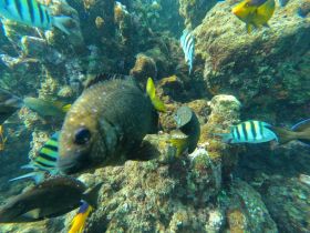 A vibrant underwater scene showcasing a variety of fish swimming around coral formations, perfect for marine life enthusiasts and snorkeling adventures.