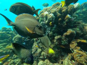 A vibrant underwater scene showcasing various fish swimming around a coral reef, perfect for marine life enthusiasts and snorkeling adventures.