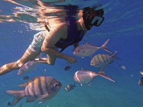 A snorkeler interacts with a school of colorful fish underwater, showcasing the vibrant marine life in a tropical setting.