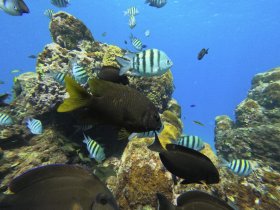 A vibrant underwater scene showcasing various fish swimming around a coral reef, highlighting the beauty of marine life in its natural habitat.